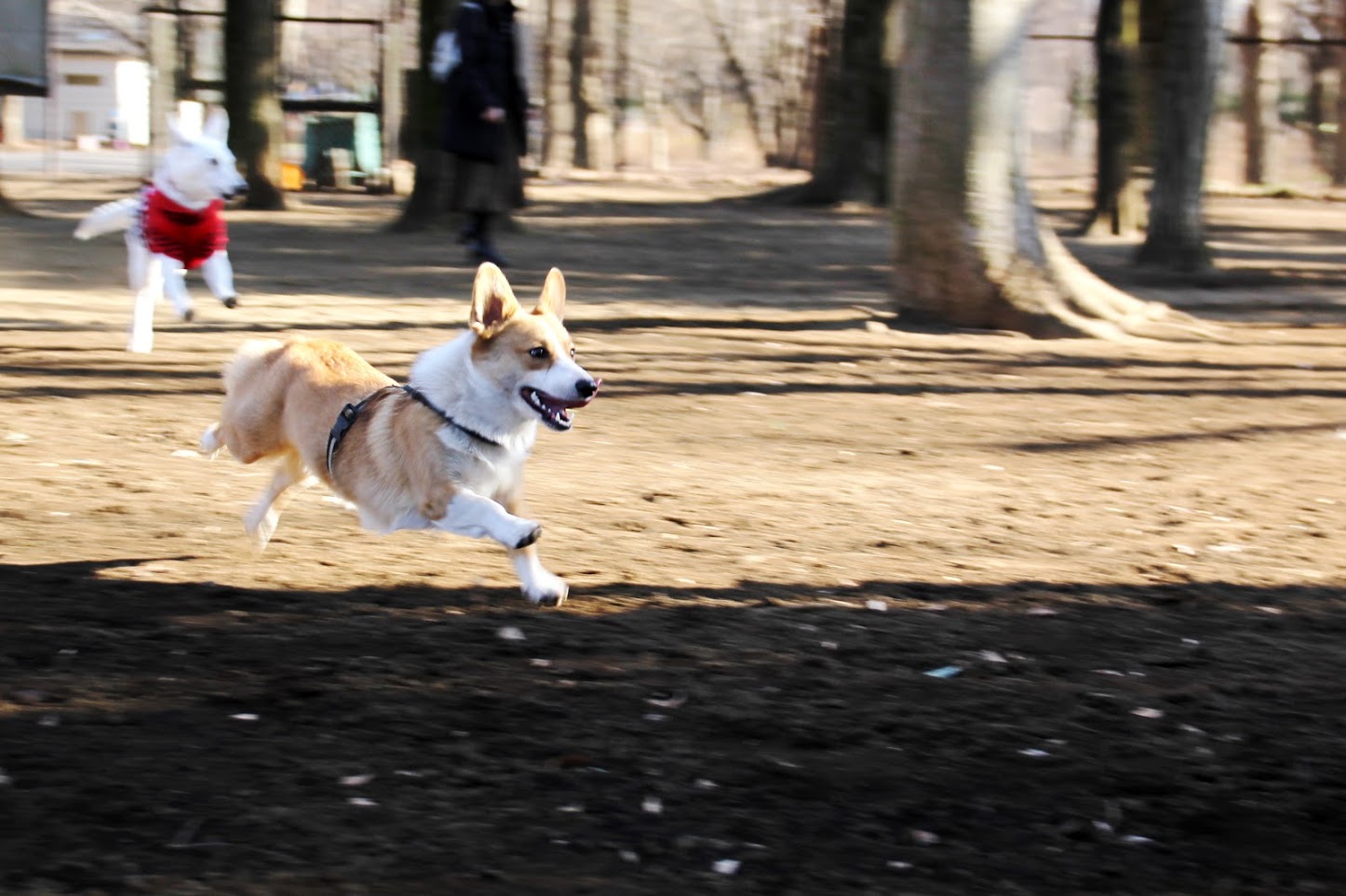 飛行犬