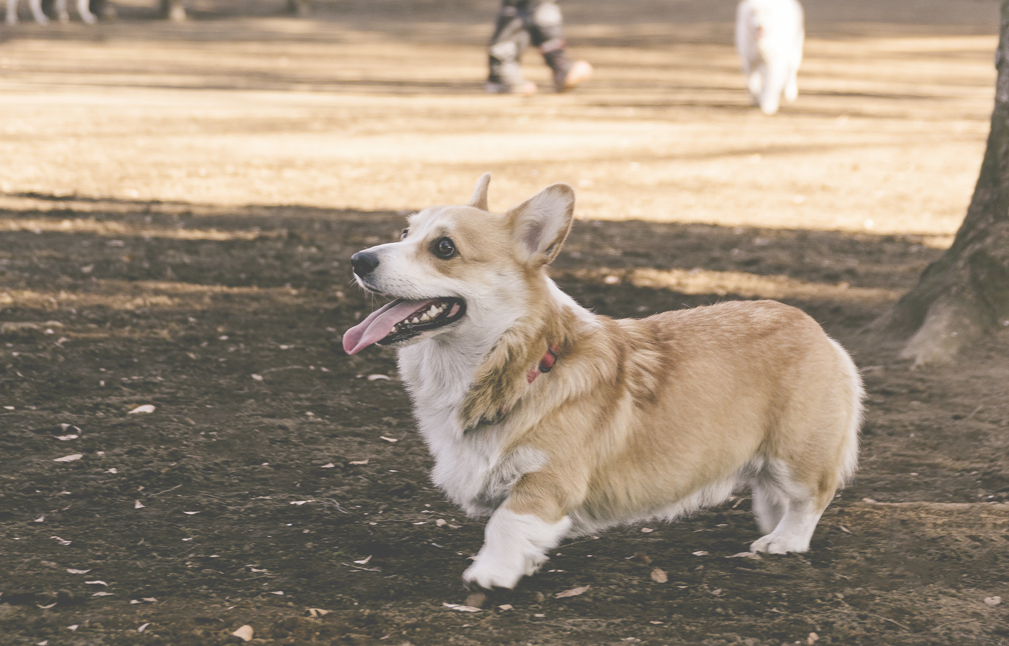 Talk about the allure of the Corgi